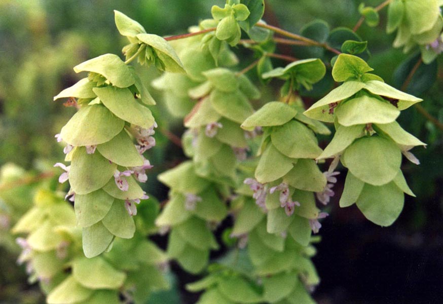 Origanum acutidens en fleurs sur des pentes pierreuses sèches en Anatolie
